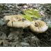 Мицелий Груздя дубового / Рыжик дубовый ( Lactarius insulsus)